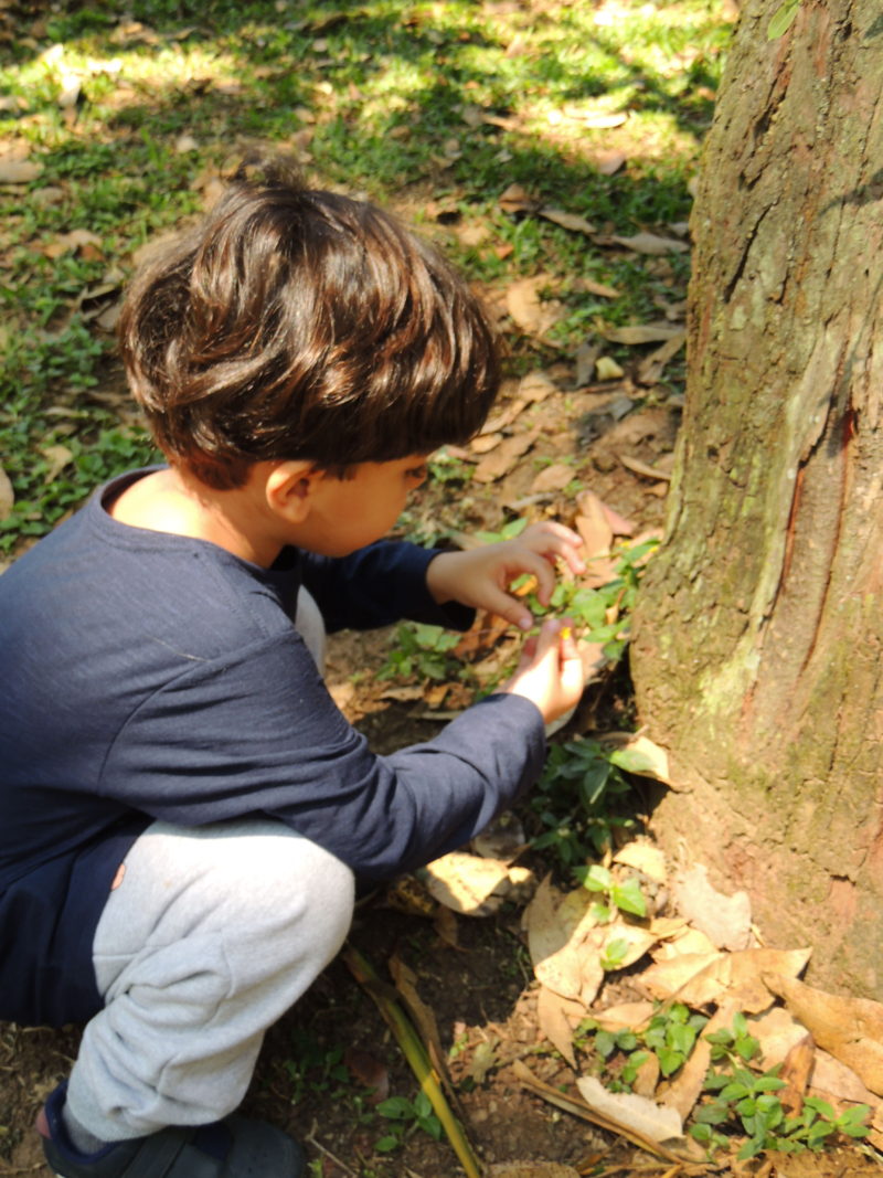 A educação ecológica começa com a educação dos sentidos